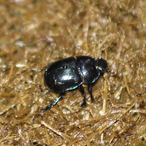 Dung beetle