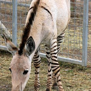 Somali wild ass x plains zebra hybrid foal; Private Collection; 16th Septem