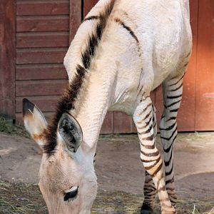 Somali wild ass x plains zebra hybrid foal; Private Collection;16th Septemb