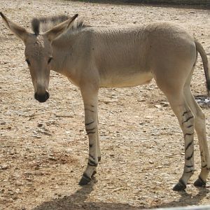 Somali Wild Ass foal "Nthanda"
