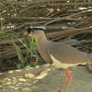 Crowned Plover
