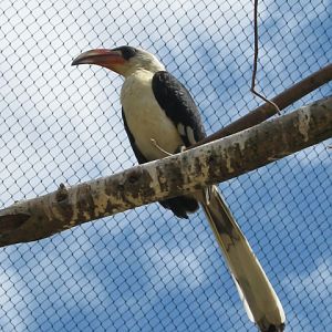 Von Der Deckens Hornbill