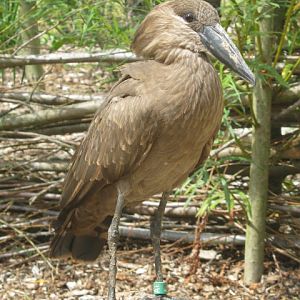 Hammerkop