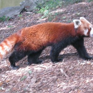 An active Red Panda!