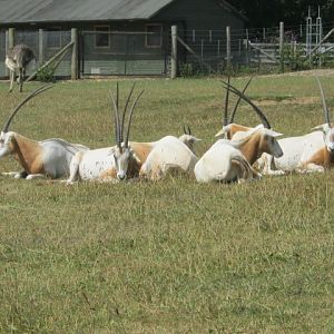 Scimitar-Horned Oryx.