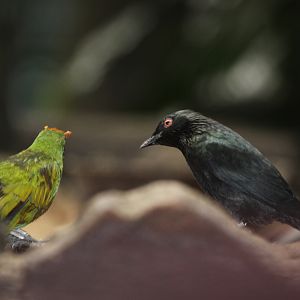 Aplonis spp. - ID please