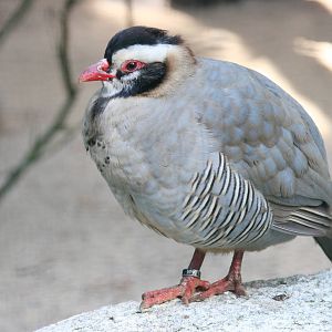 Arabian Partridge (Alectoris melanocephala)