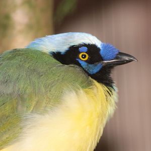 Green Jay (Cyanocorax yncas)