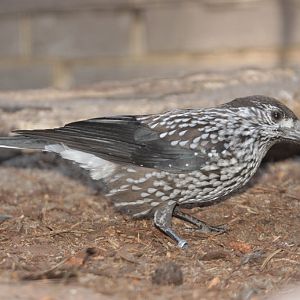 Spotted Nutcracker (Nucifraga caryocatactes)