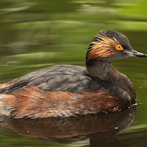 Black-necked Grebe (Podiceps nigricollis)