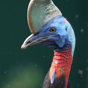 Single-wattled Cassowary (Casuarius unappendiculatus rufotinctus)