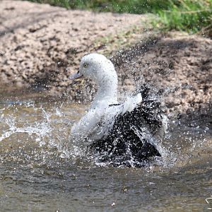 moluccan radjah shelduck
