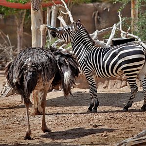 ostrich and zebra at puzzle feeder.