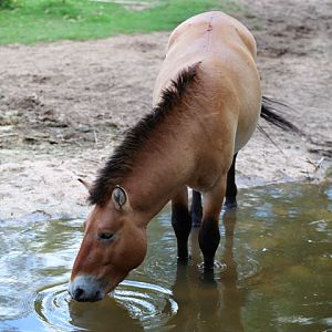 taki in stream drinking