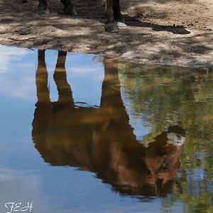 taki reflection