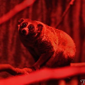 pigmy loris under nocturnal lighting