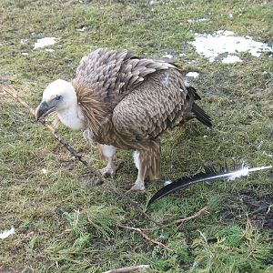 Griffon Vulture (Gyps fulvus)
