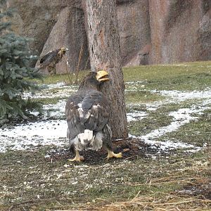 White-tailed eagle (Haliaeetus albicilla)