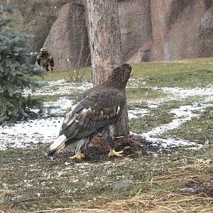 White-tailed eagle (Haliaeetus albicilla)
