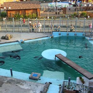 Northern fur seals exhibit