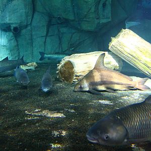 Yangtze River - Chinese High Fin Loach