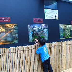 Giant Panda Forest - New displays
