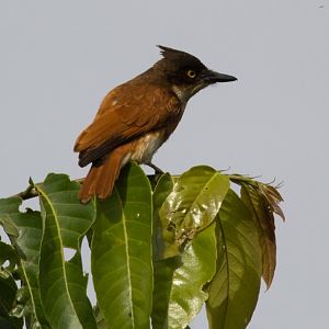 Vanga Flycatcher