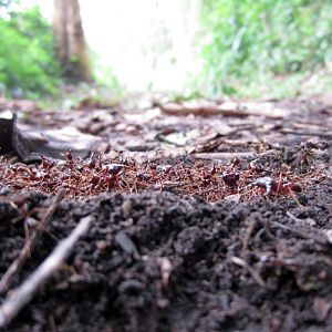 Safari Ants from ground level