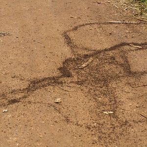 Safari Ants