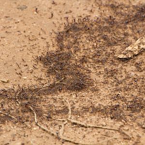 Safari Ants