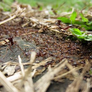 Safari Ants