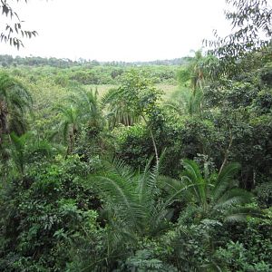 View over Bigodi Swamp
