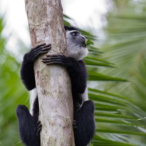 Colobus
