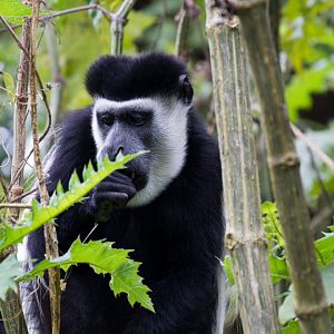 Colobus