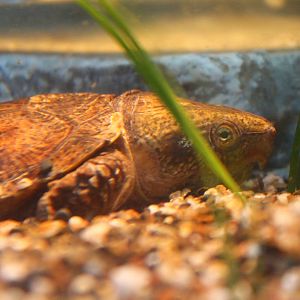 Giant Panda Forest - Big-headed Turtle