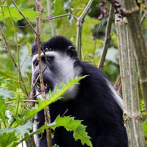Colobus