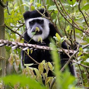 Colobus