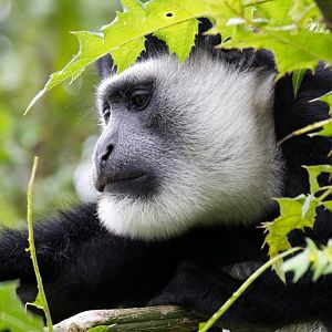Colobus