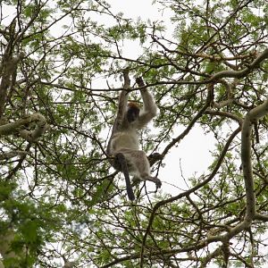 Red Colobus