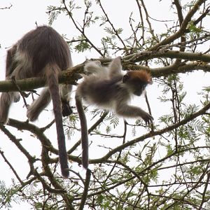 Red Colobus