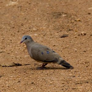 Blue-spotted Wood Dove