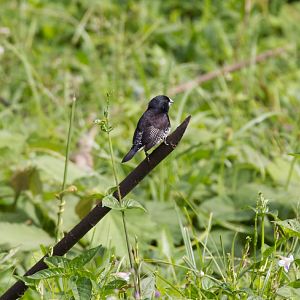 Black-and-White Mannikin