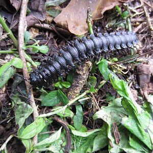 Centipede (or Millipede)