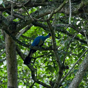 Great Blue Turaco