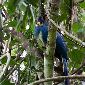 Great Blue Turaco