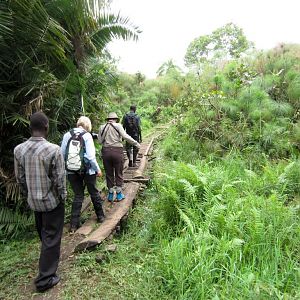 Boardwalk through the papyrus swamp