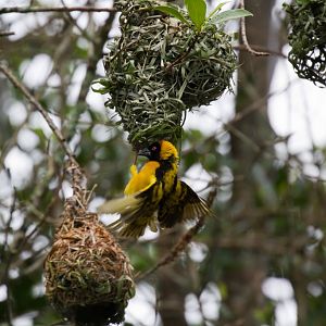 Black-headed Weaver
