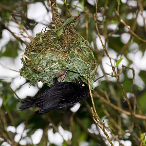 Veillott's Black Weaver