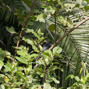 Green Coucal (aka Yellowbill)
