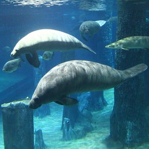 Amazon Flooded Forest - Manatee and Arapaima